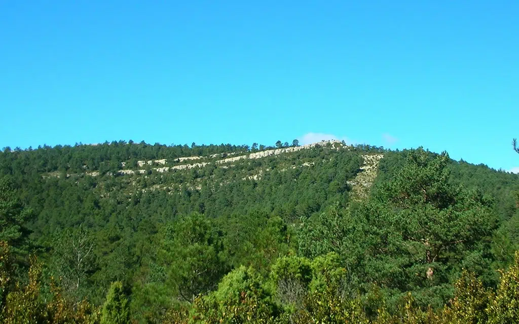 Tosal del Rey