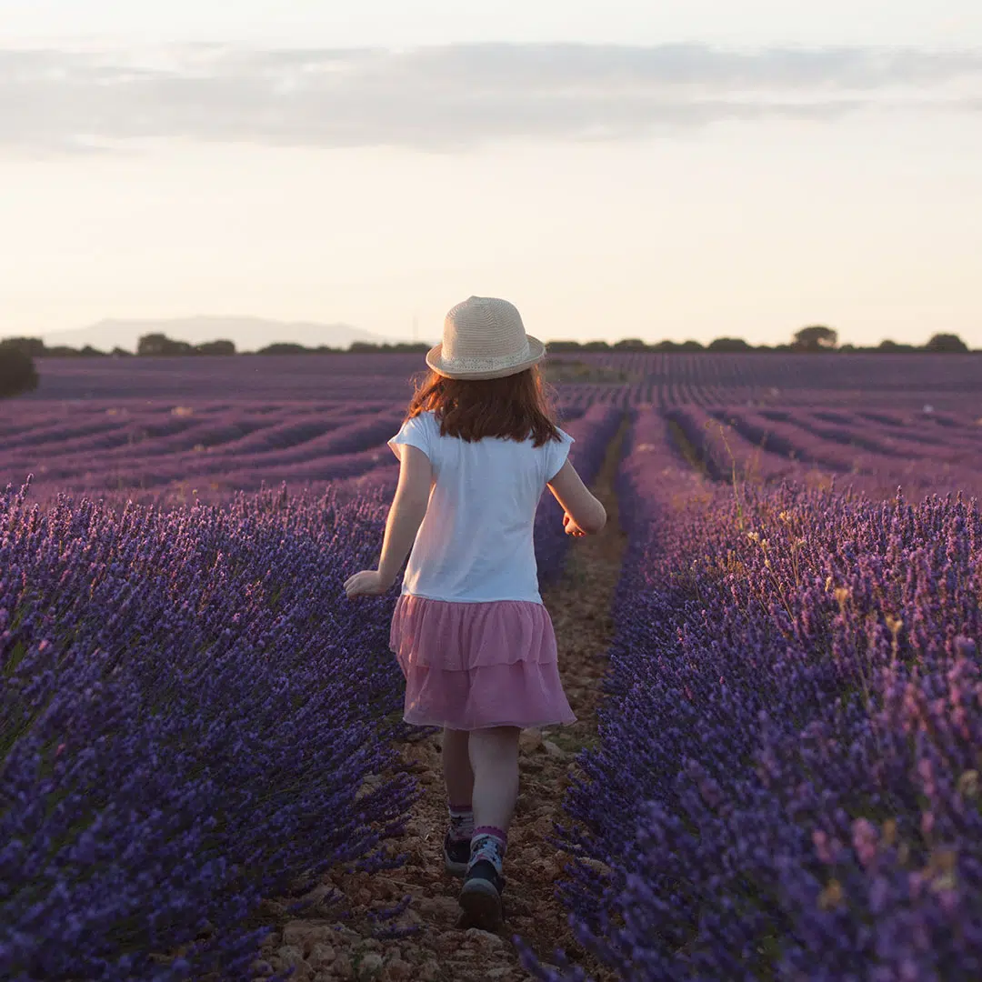 Campos de lavanda de Brihuega
