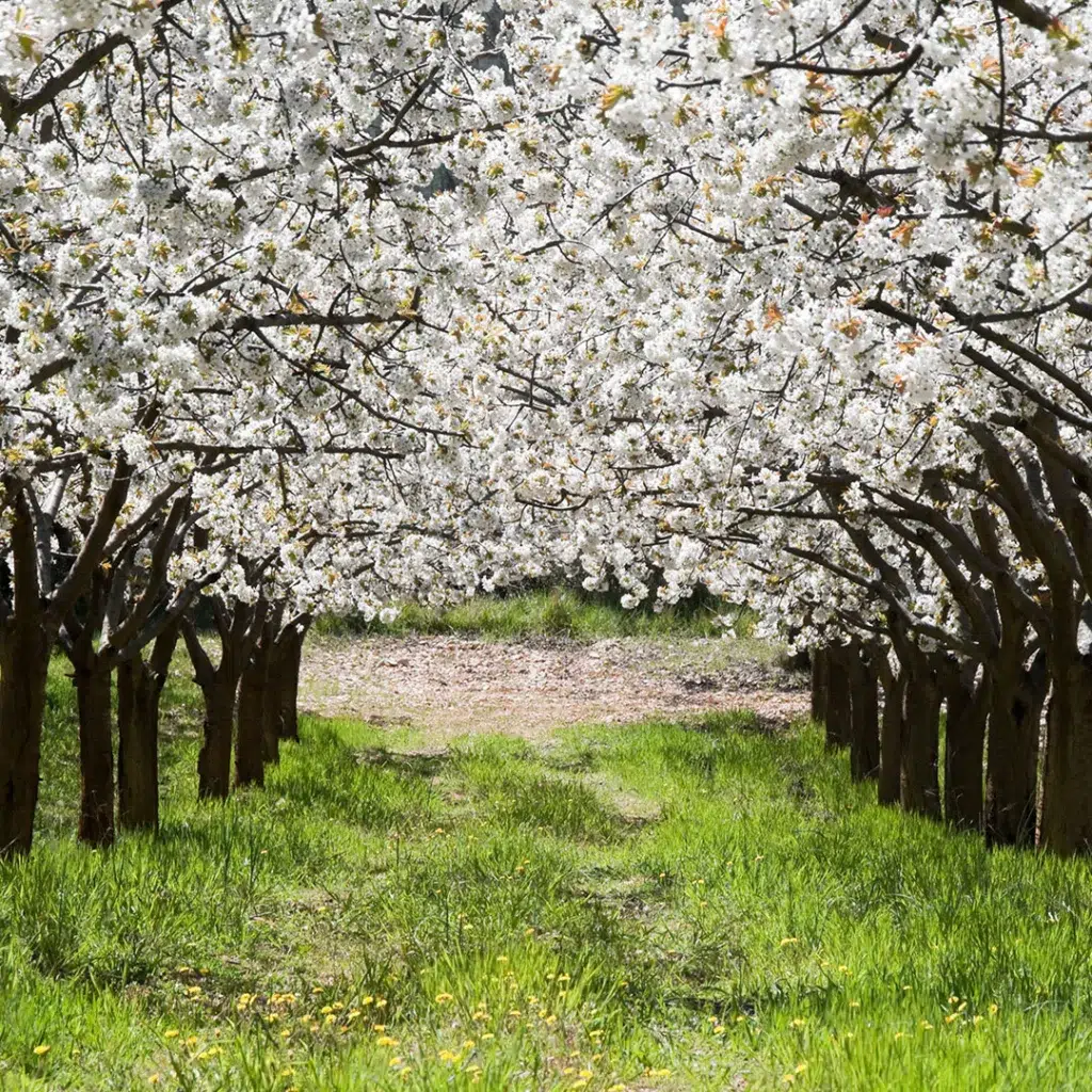 Valle de Caderechas, primavera en Castilla y León