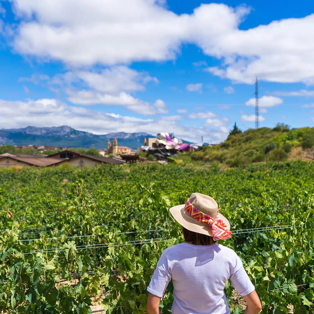 Viñedos en Elciego, La Rioja