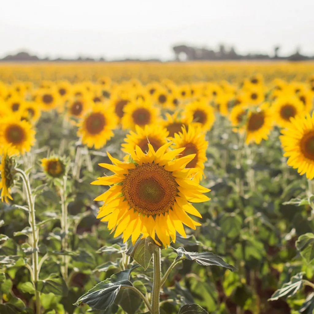 Campos de girasoles en Castilla-La Mancha.