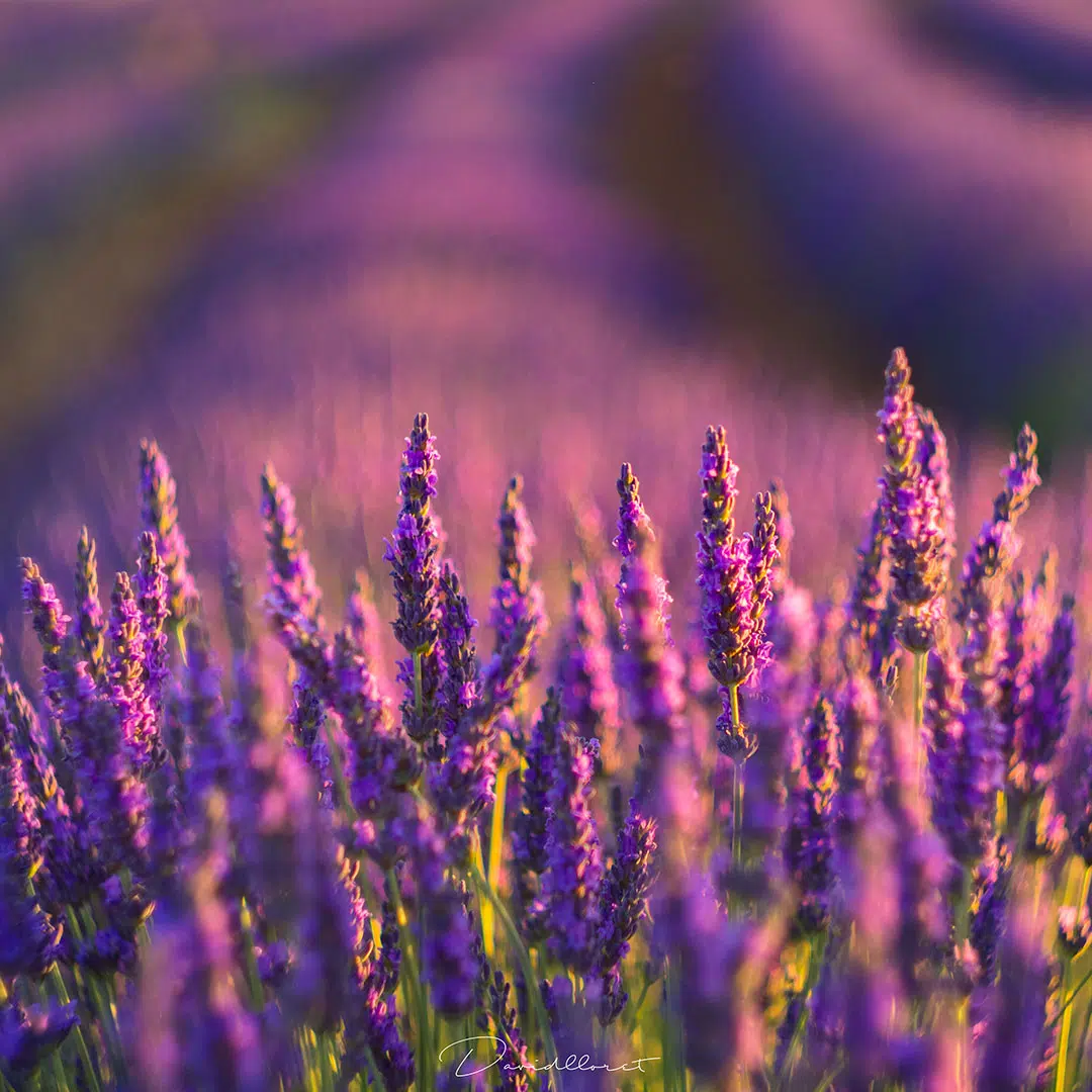 Campos de lavanda de Moratalla