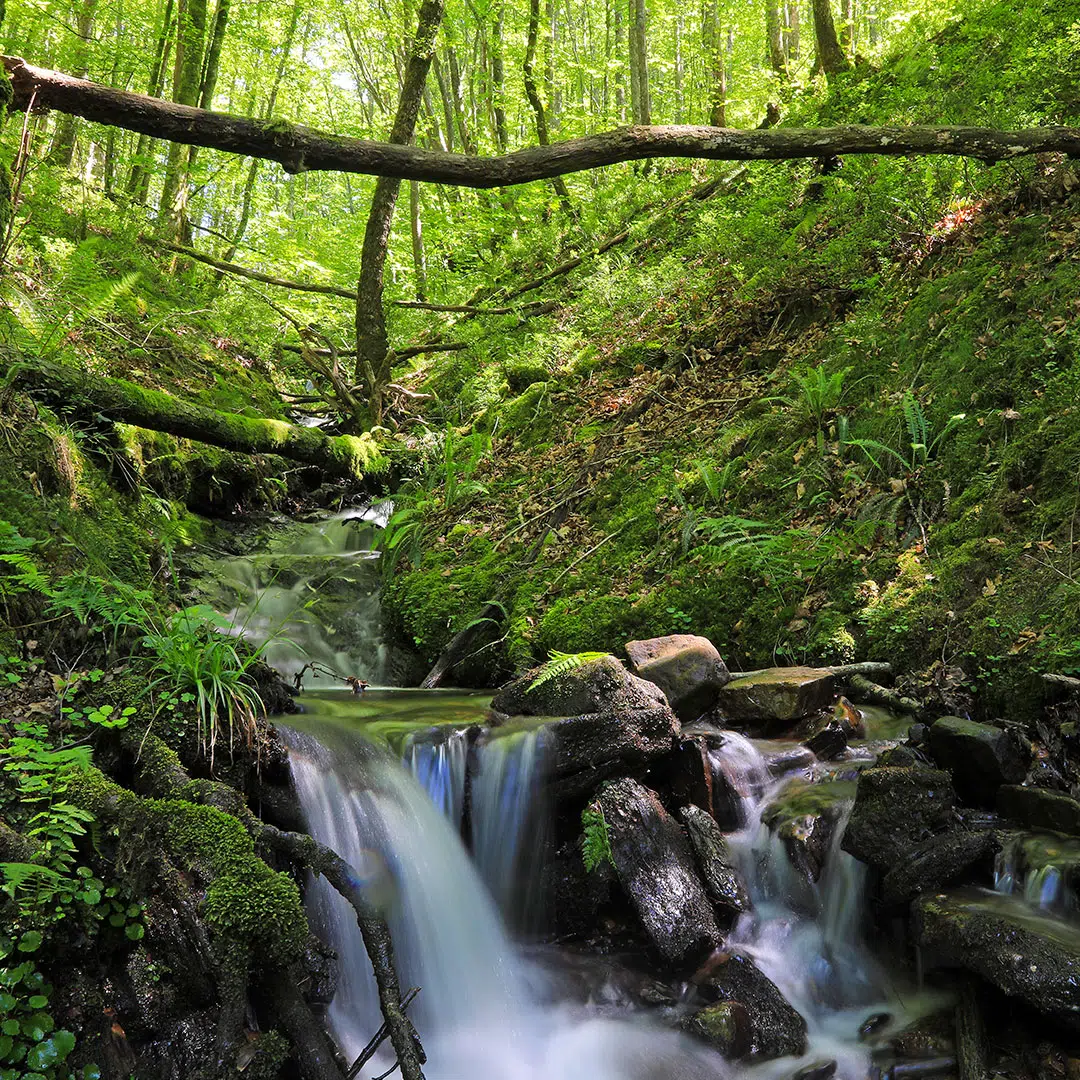 Bosque de Urola, País Vasco