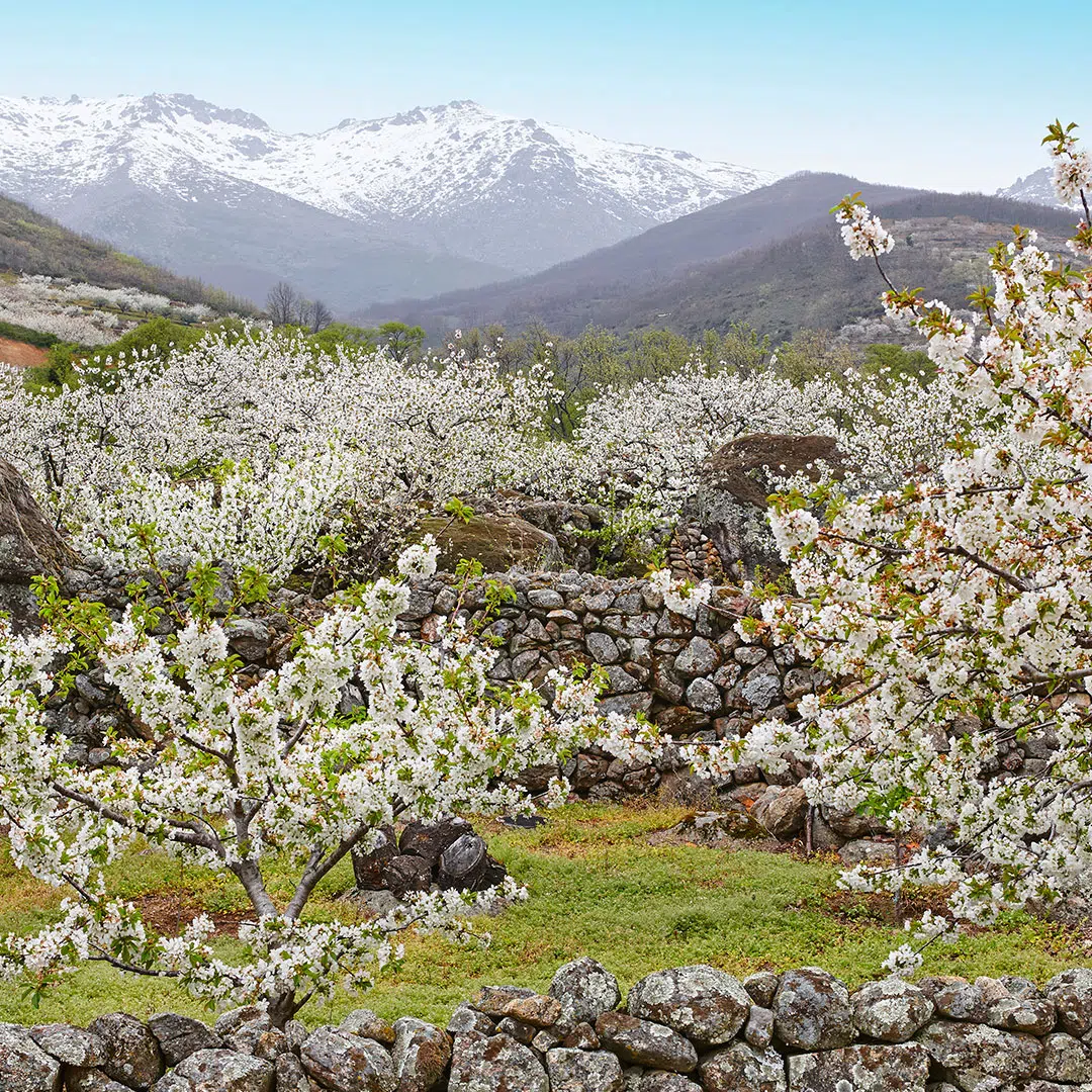Valle del Jerte, Extremadura