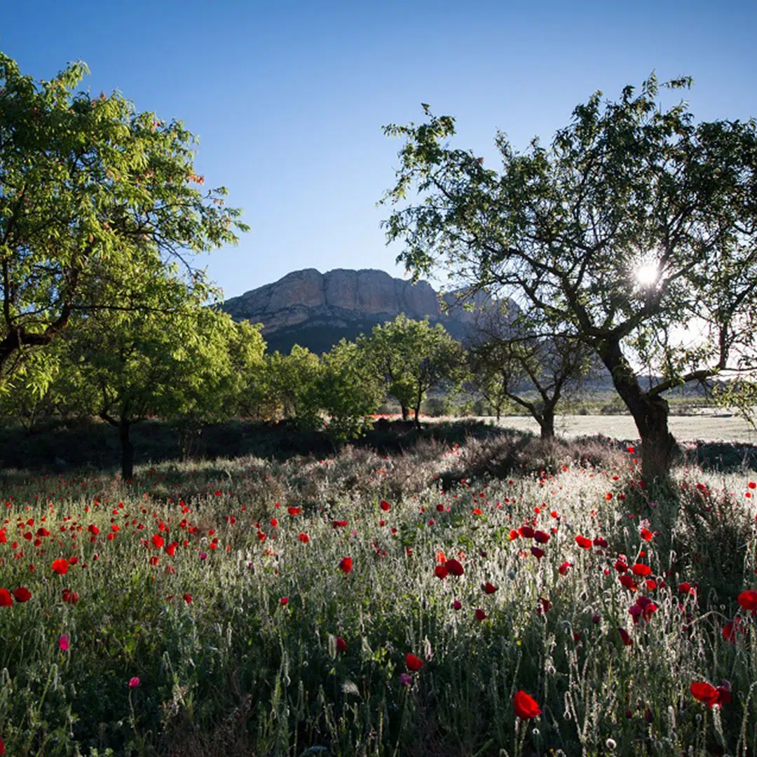 Primavera en Aragón. Por: Manel Lanzón