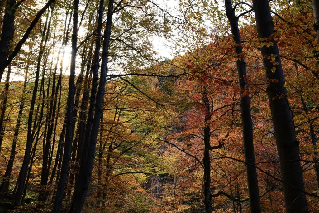 Sendero de La Dehesa en la sierra Cebollera en Villoslada de Cameros (La Rioja)