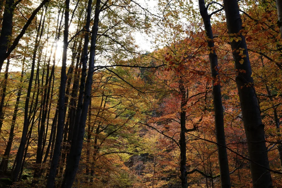 Sendero de La Dehesa: las mejores vistas de la sierra de Cebollera