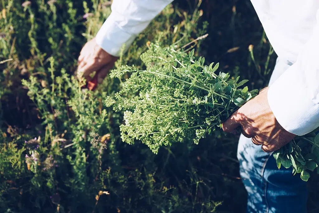 Remedios naturales contra la alergia del mundo rural: mejorana.