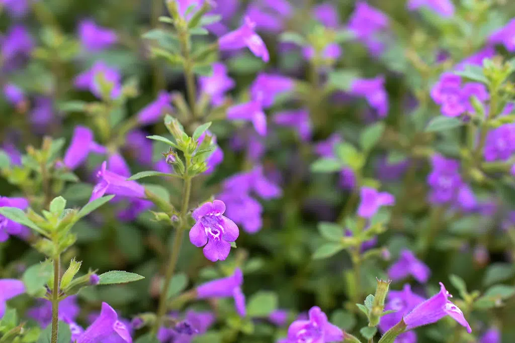 Remedios naturales contra la alergia del mundo rural: té de monte.