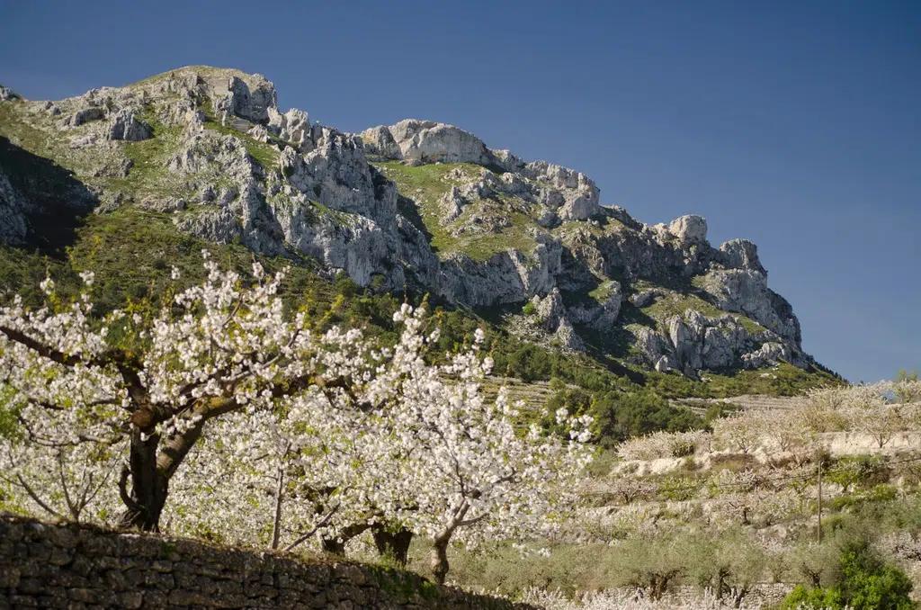 Cerezos en flor en la Vall de Gallinera. Por CraigRobertHussey