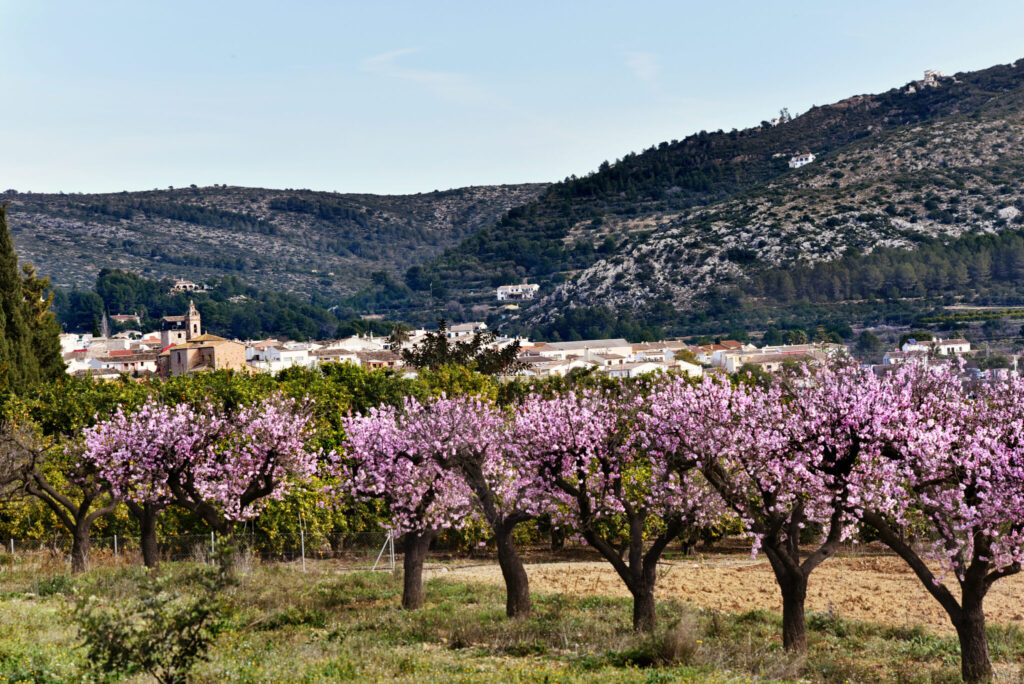 4 rutas por los almendros y cerezos en flor de Alicante