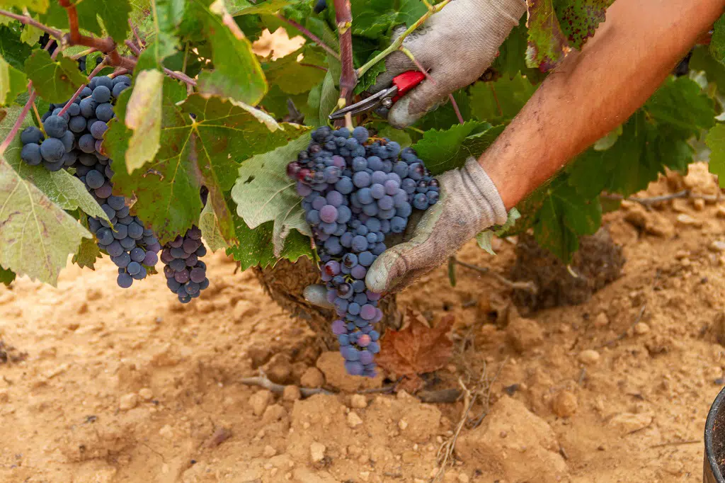 Viñedo en Utiel-Requena