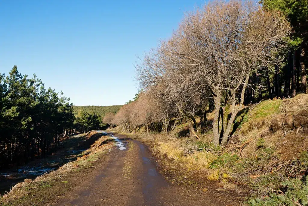 Sendero de La Dehesa en la sierra de Cebollera (La Rioja)