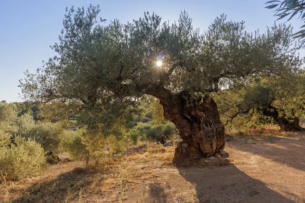 Olivos milenarios de Castellón