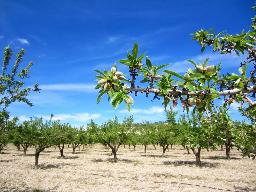 Almendros en Xixona, Alicante. Por norrie39