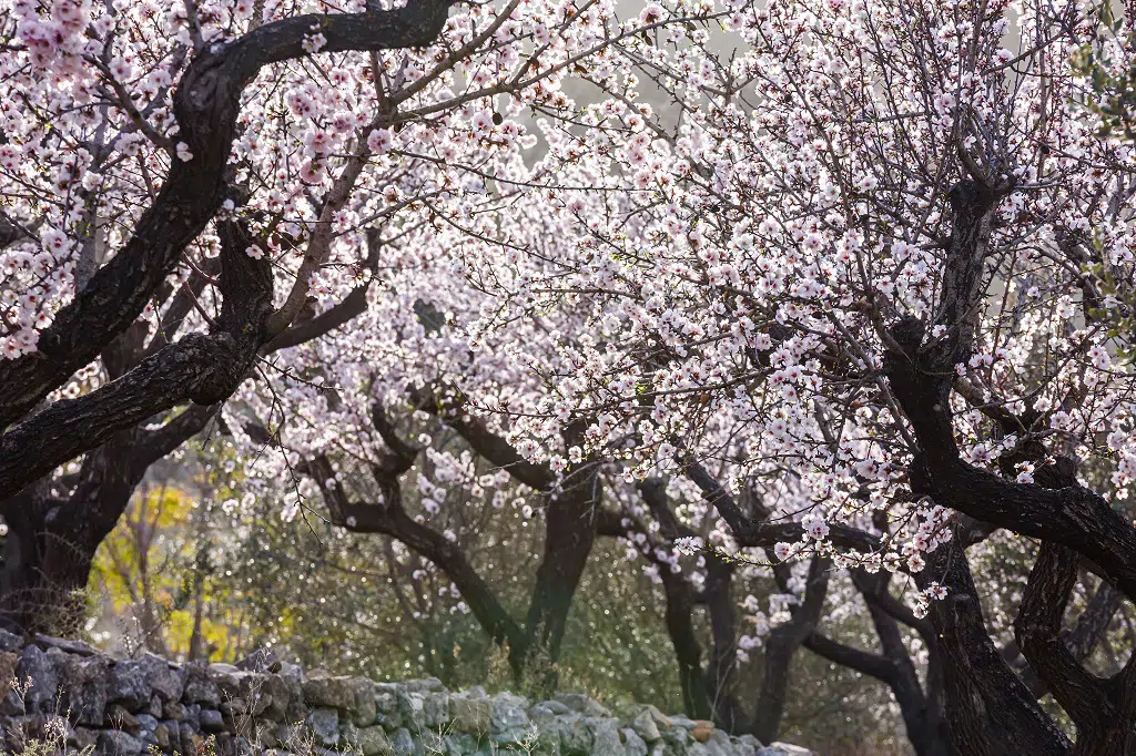 Almendros en flor en el valle de Jalón, Alicante.