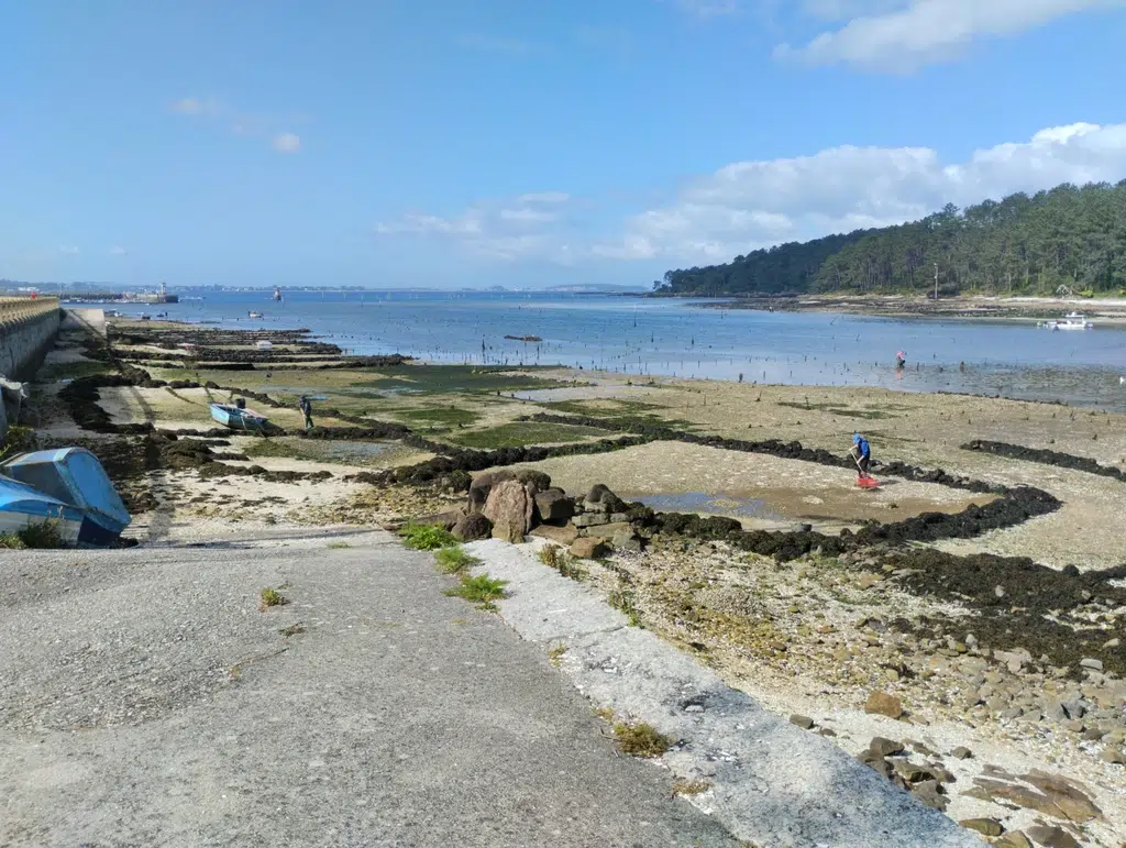 Parcelas de cultivo de marisco en Carril. Por Raquel Andrés Durà