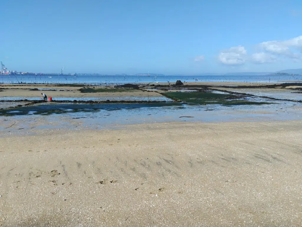 Una persona mariscando en una persona de Vilagarcía de Arousa. Por Raquel Andrés Durà