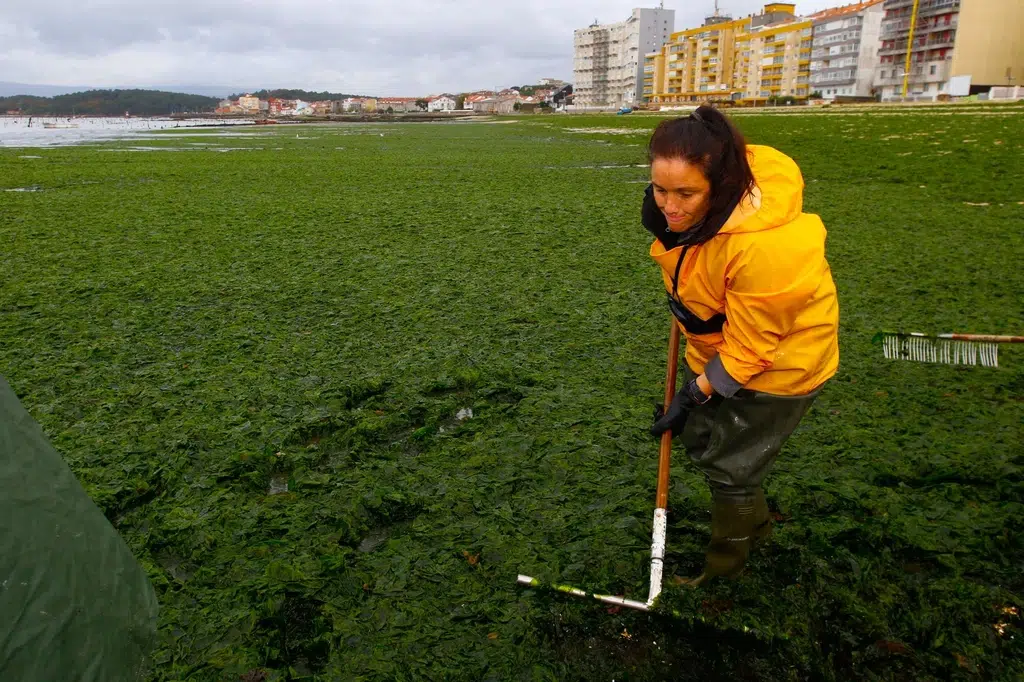 Una mujer haciendo labores de marisqueo en las Rías Baixas. Cedida por AmarCarril