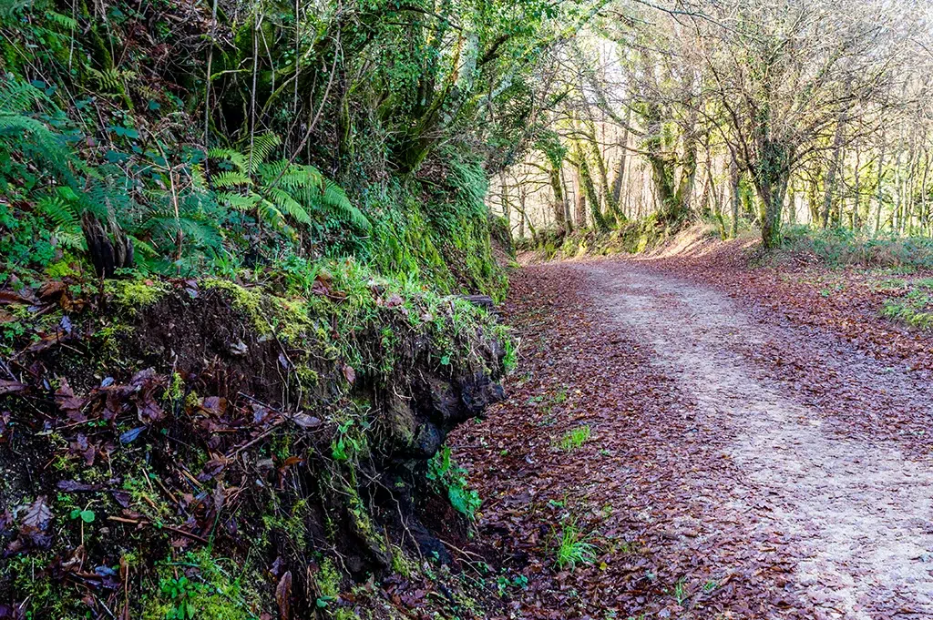 Camino de Santiago en Arzúa