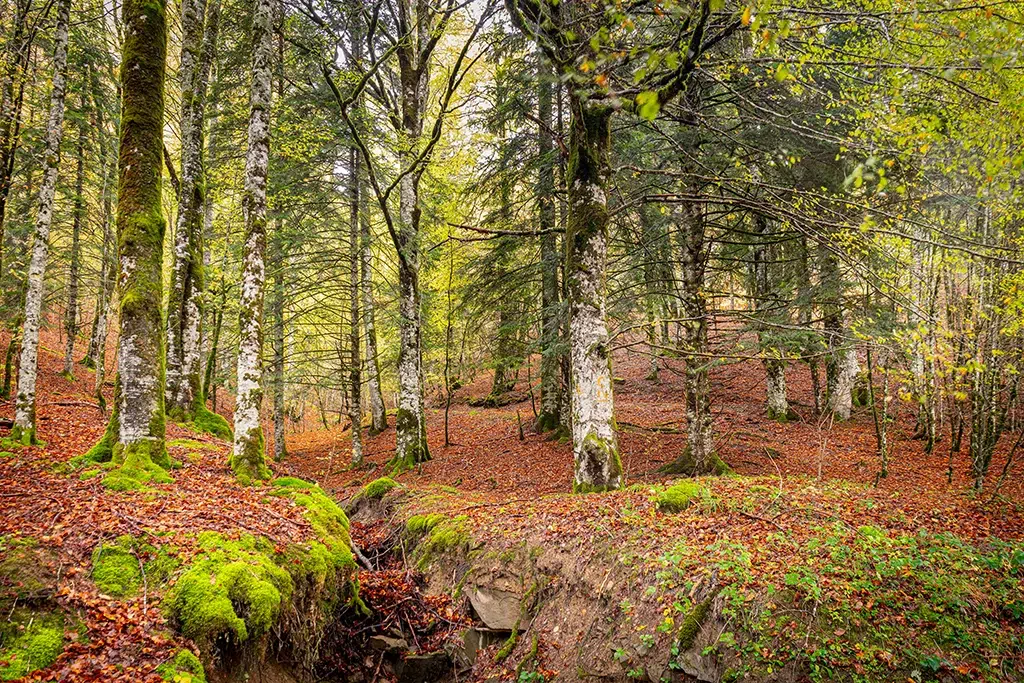 Selva de Irati (Navarra)