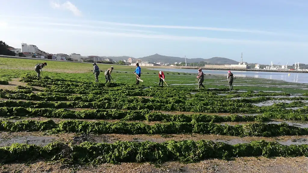 Taller de marisqueo en Galicia. Cedida por AmarCarril