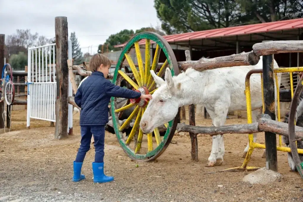 Experiencias con animales: Burrolandia, en Madrid.