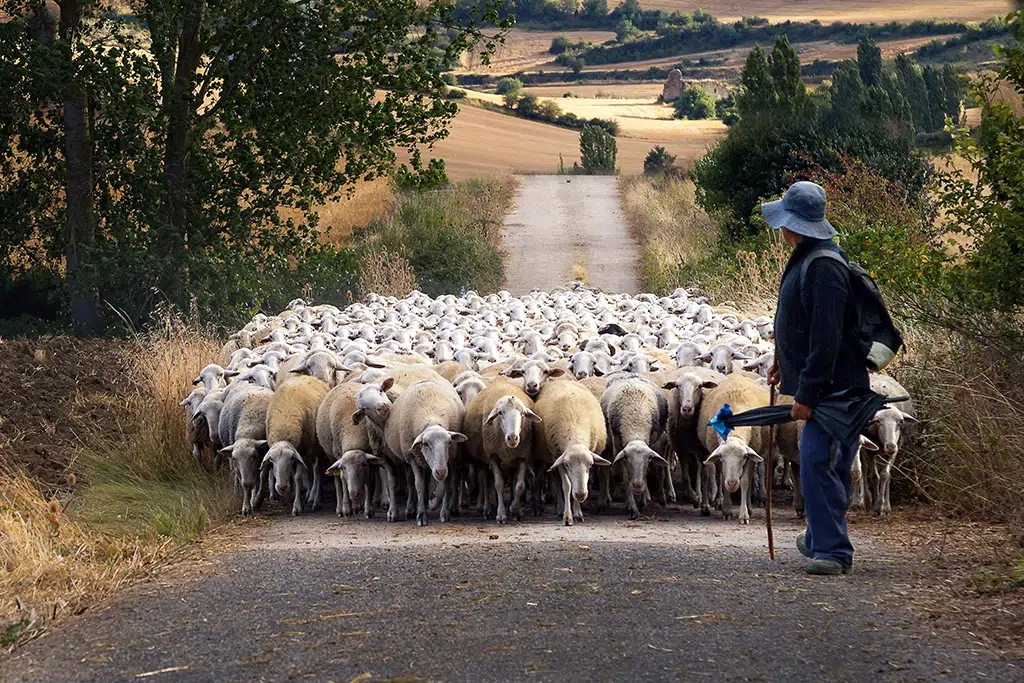 Experiencias con animales: pastor por un día.