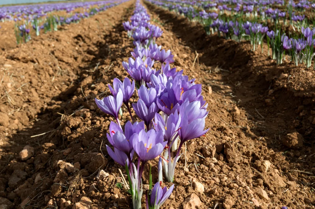 Campos de azafrán en Castilla-La Mancha. Por C&A