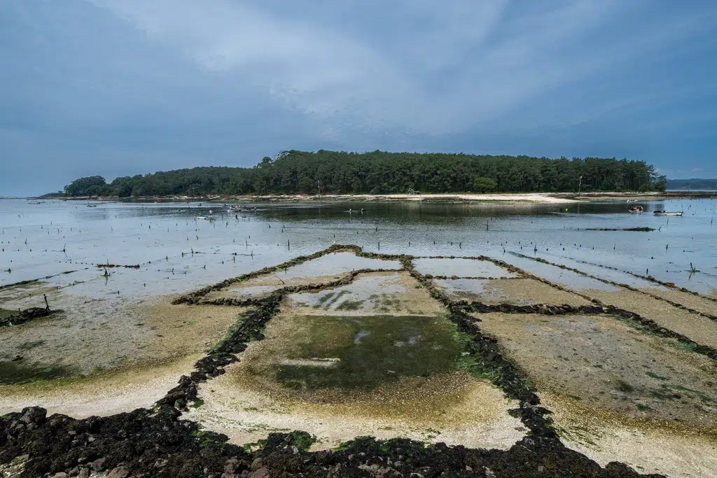Isla de Cortegada, enfrente de Carril. Por Man