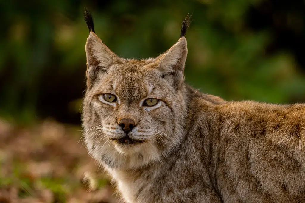 Karpin Fauna
