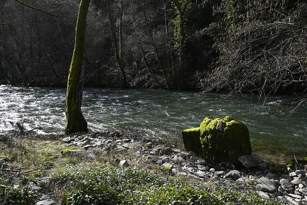 Sendero de la Ruta del Salto del Pelgo, junto al río Burbia, a la sombra de los chopos.