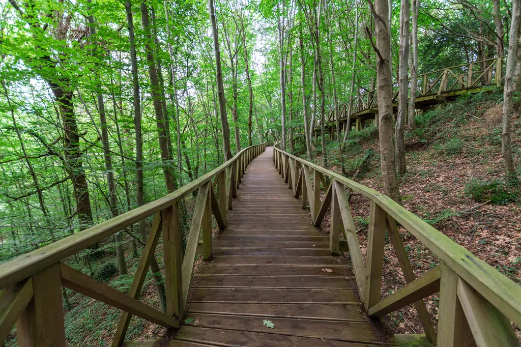 Bosque de Cabezón de la Sal, Cantabria