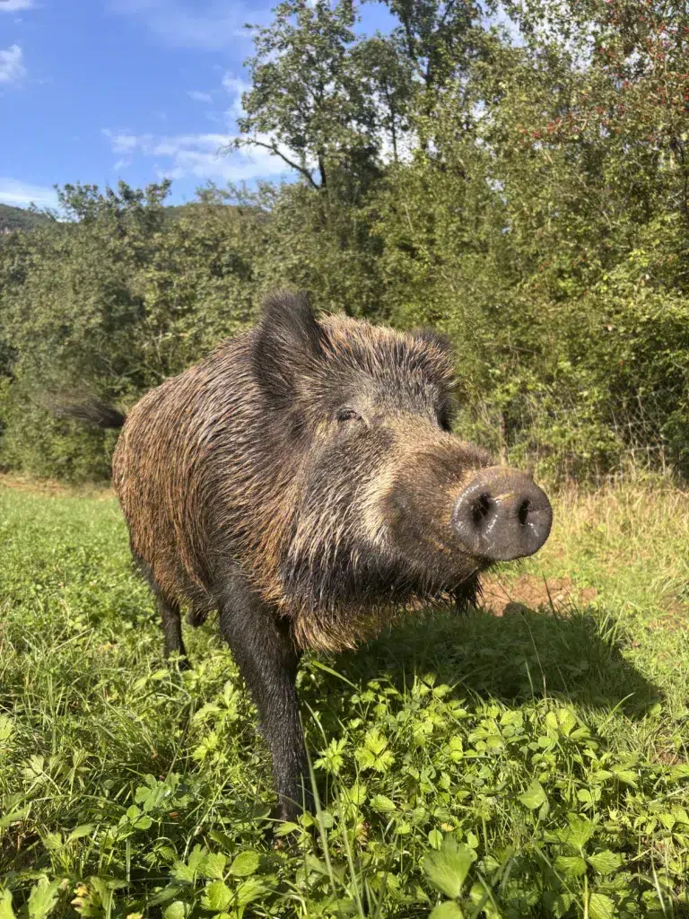 Fundación Santuario Gaia.