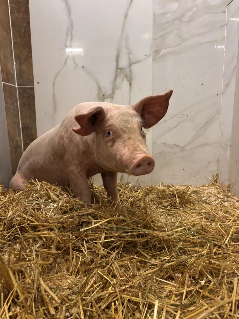 Fundación Santuario Gaia.