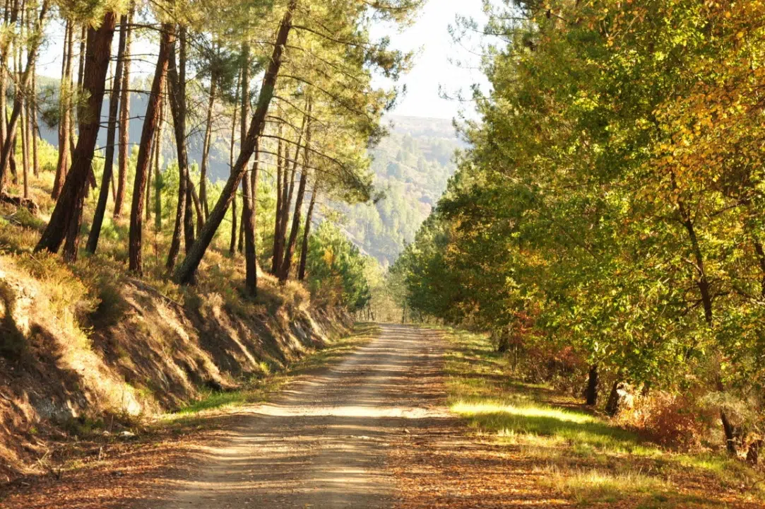 Ruta da Castaña e do Mel: el itinerario más dulce de la Ribeira Sacra