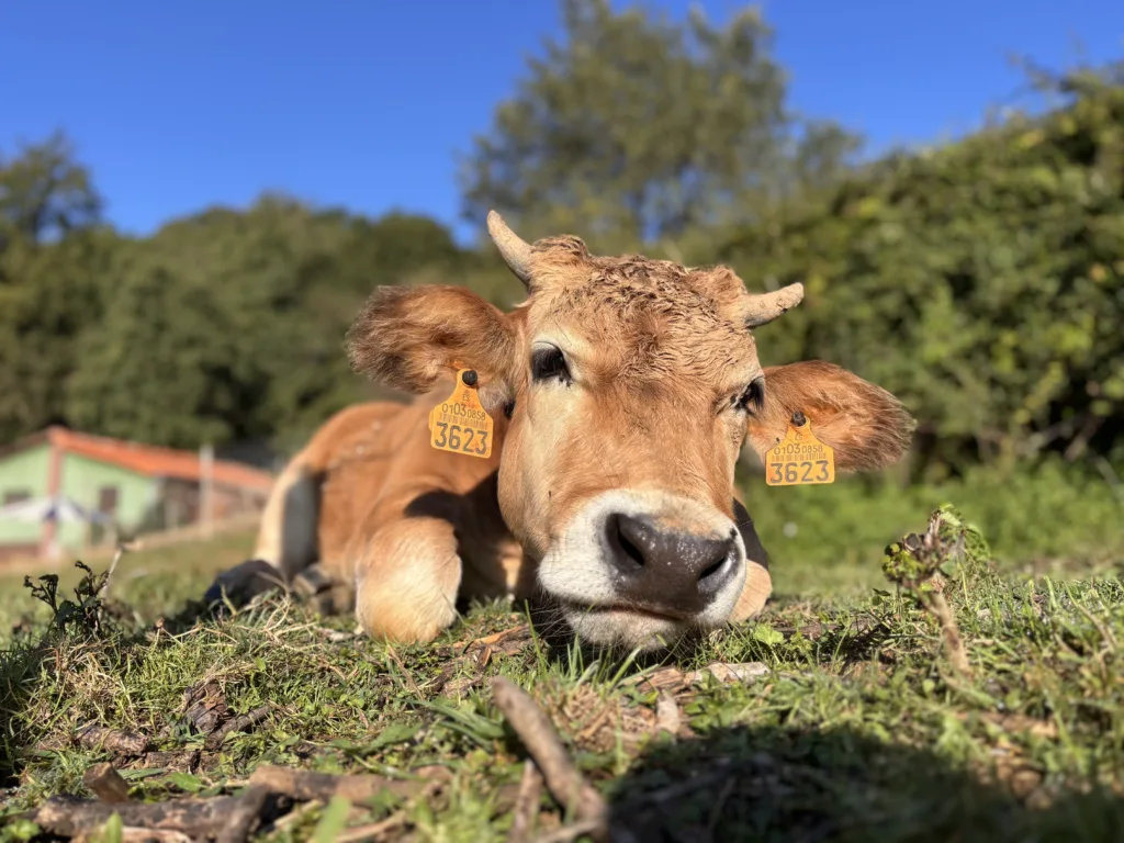 Fundación Santuario Gaia.