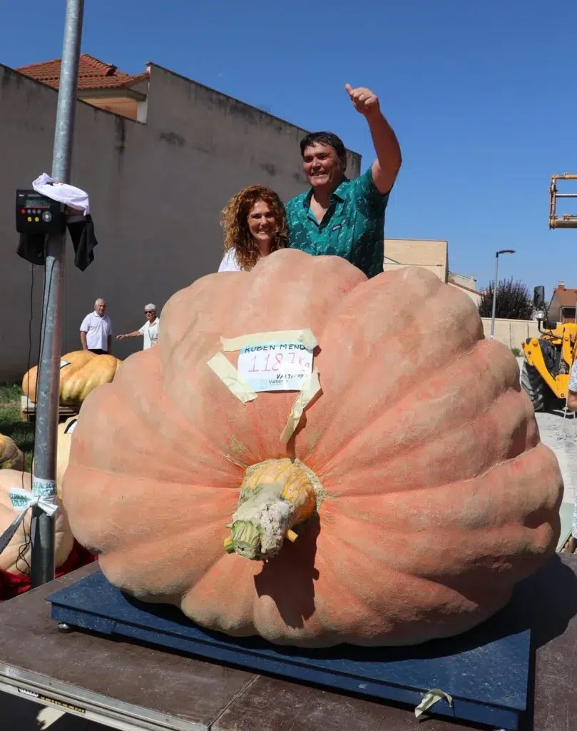 Pesaje de la calabaza de 1.187,5 kilos que batió el récord de España, en el concurso de Valtierra (Navarra).