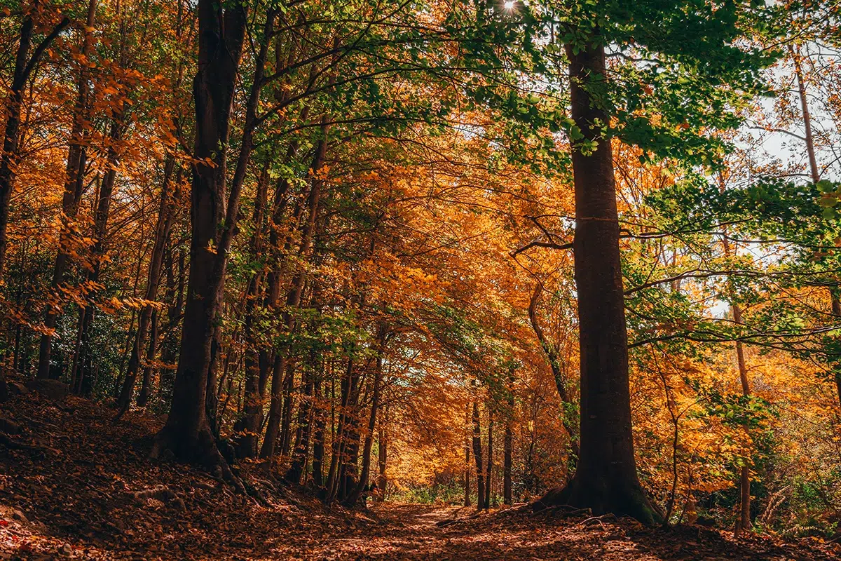 Bosque de otoño junto a un río