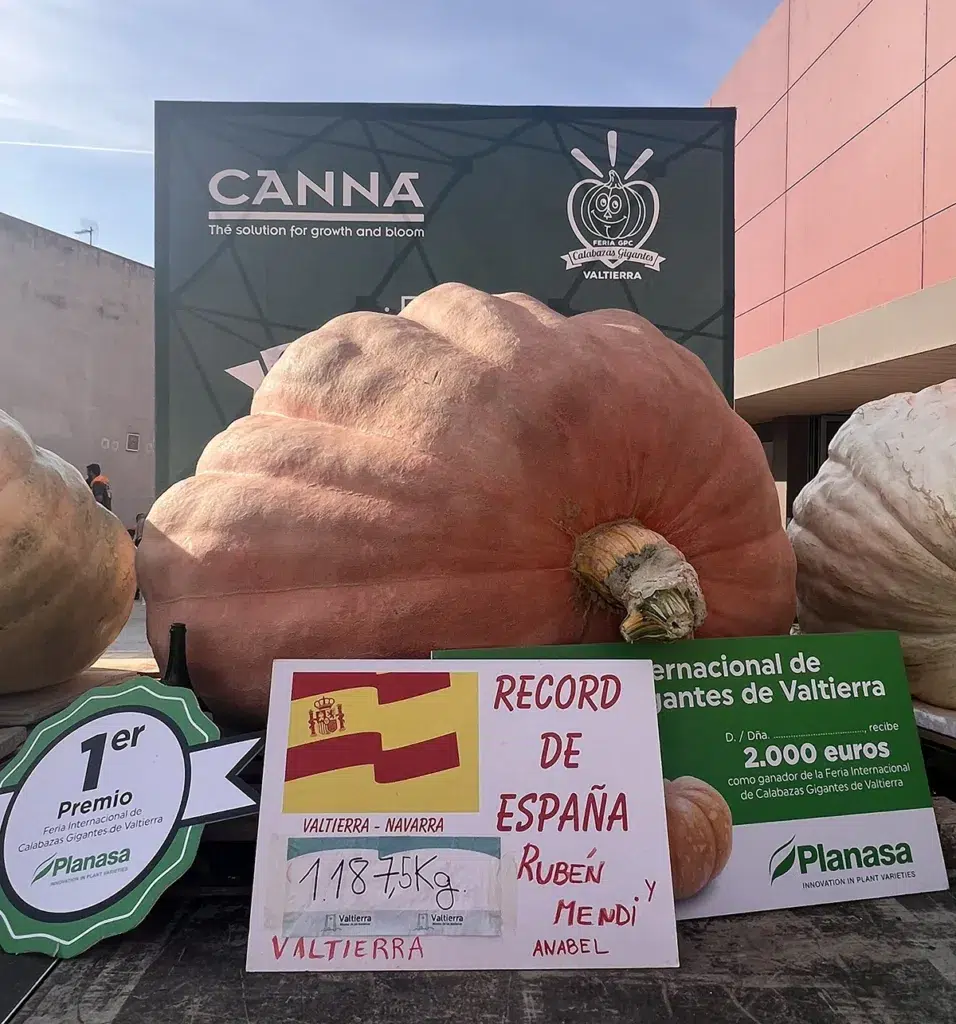 La calabaza más grande que haya cultivado jamás en España pesaba 1.187,5 kilos. Ganó el concurso de Valtierra (Navarra).