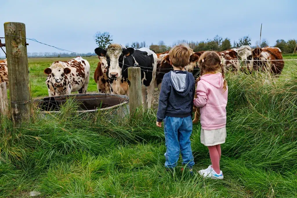 Los niños adoran a los animales de granja, como las vacas.