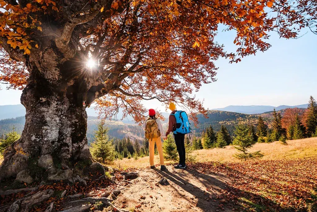 Paseo en pareja por un bosque otoñal.