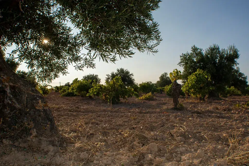 Viñedos y olivares dominan el entorno de Villarejo de Salvanés (Madrid).