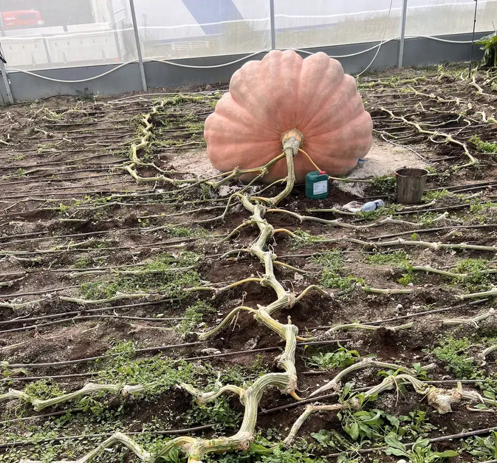 Calabaza gigante en el huerto de Rubén Mendi en Valtierra (Navarra).