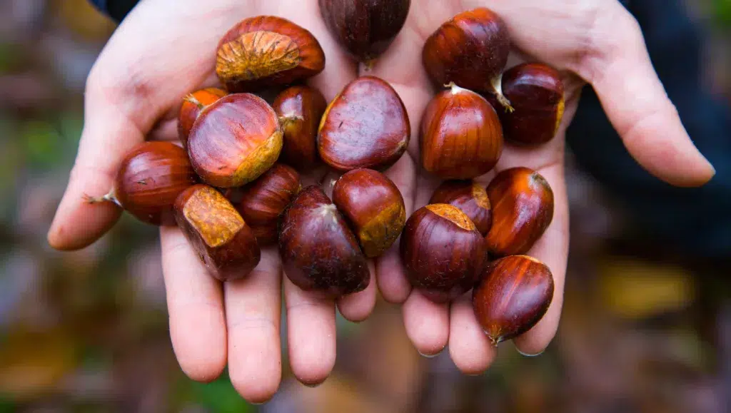 Castañas en otoño. Por JUAN CARLOS MUNOZ.