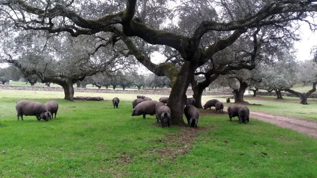 Dehesa en Jerez de los Caballeros (Badajoz). Por Ayto de Jerez de los Caballeros