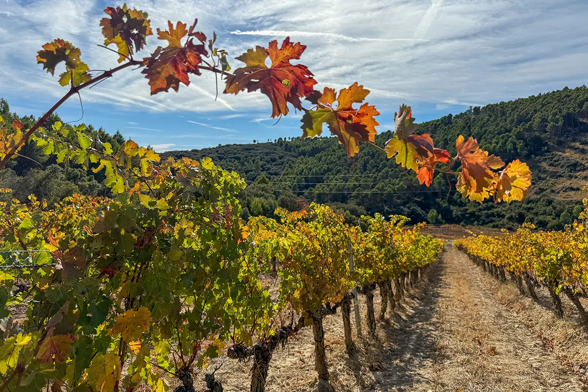 Bodegas y viñedos Máximo Abete. Navarra Media