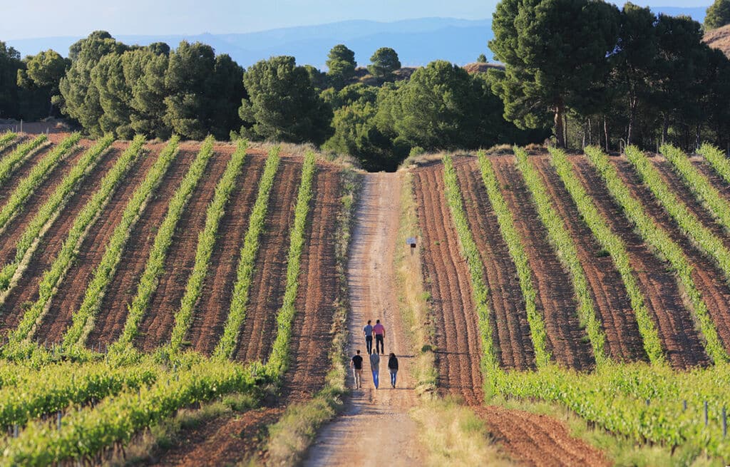Viñedo Aldeanueva de Ebro. Por: Daniel Acevedo - La Rioja Turismo