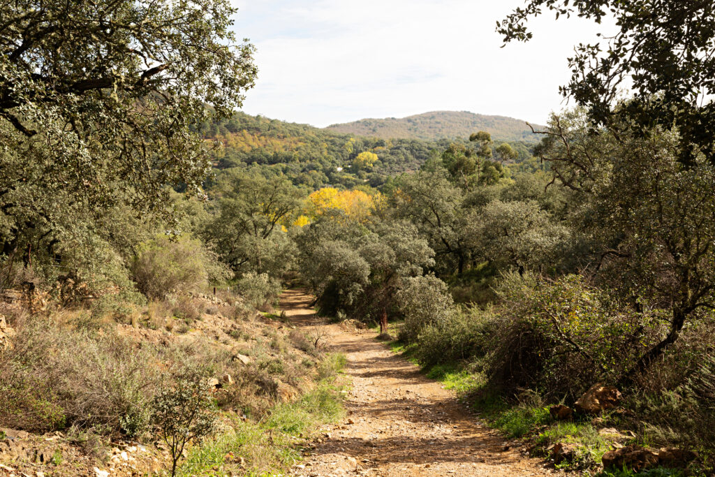 Paisaje de otoño en la sierra de Aracena.
