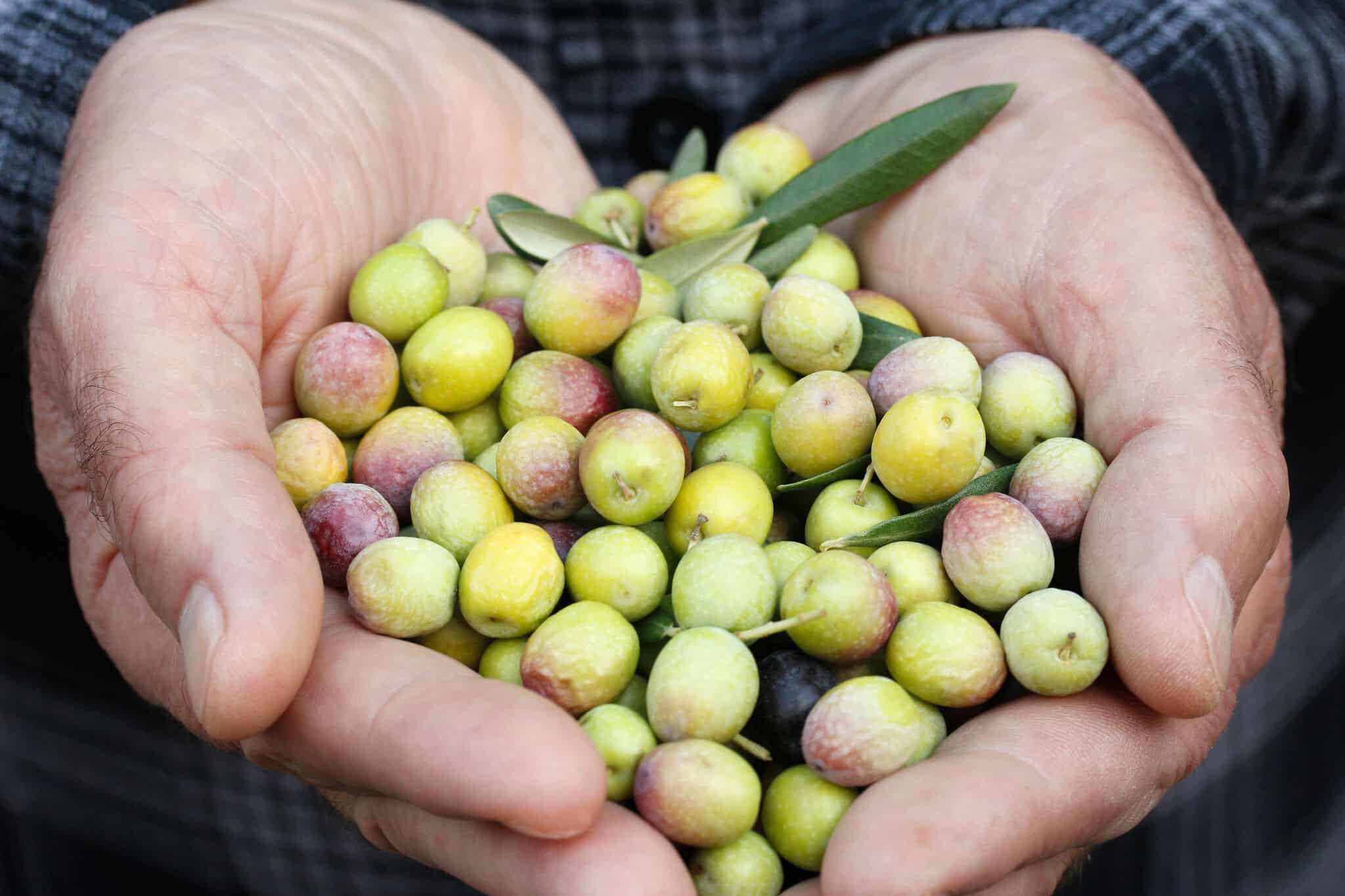 Oleoplanes más allá de Jaén: 5 experiencias imprescindibles sobre la cultura del aceite